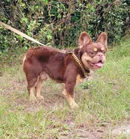 Dusse Fluffy Rojo Tri, a male French Bulldog for sale in Brooksville, FL – Photo 1 of 5