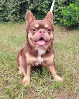 Dusse Fluffy Rojo Tri, a male French Bulldog for sale in Brooksville, FL – Photo 2 of 5