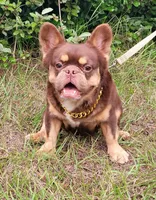 Dusse Fluffy Rojo Tri, a male French Bulldog for sale in Brooksville, FL – Photo 5 of 5