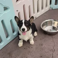 Raven Black tri , a female Cardigan Welsh Corgi and Pembroke Welsh Corgi for sale in Brooksville, FL – 2 of 6