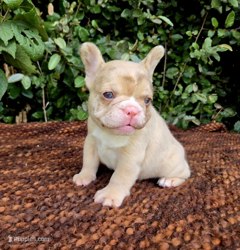 Diane Coco Fawn Merle girl  – French Bulldog puppy for sale in Brooksville, FL