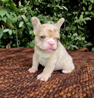 Diane Coco Fawn Merle girl , a female French Bulldog for sale in Brooksville, FL – 1 of 9