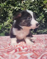 Black tri female #2 , a female Cardigan Welsh Corgi and Pembroke Welsh Corgi for sale in Brooksville, FL – 8 of 9