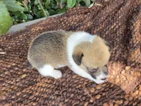 Sunny Red Sable male, a male Pembroke Welsh Corgi for sale in Brooksville, FL – 5 of 6