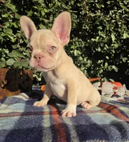 Jack Coco fawn Merle , a male French Bulldog for sale in Brooksville, FL – 8 of 10