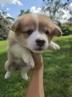 Sadie Red Longhair , a female Pembroke Welsh Corgi for sale in Brooksville, FL – 9 of 9
