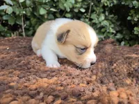 Shine Red Sable female , a female Pembroke Welsh Corgi for sale in Brooksville, FL – 3 of 7