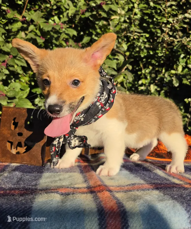 Sunny Red Sable male – Pembroke Welsh Corgi puppy for sale in Brooksville, FL