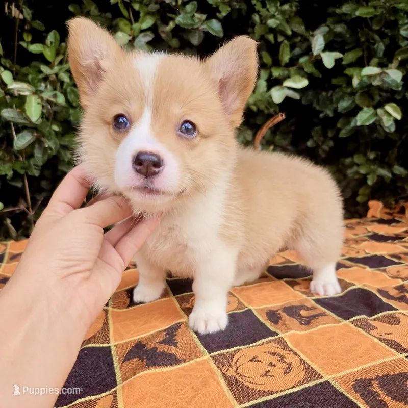 Sadie Red Longhair  – Pembroke Welsh Corgi puppy for sale in Brooksville, FL