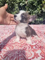 Brindle female , a female Cardigan Welsh Corgi and Pembroke Welsh Corgi for sale in Brooksville, FL – 2 of 8
