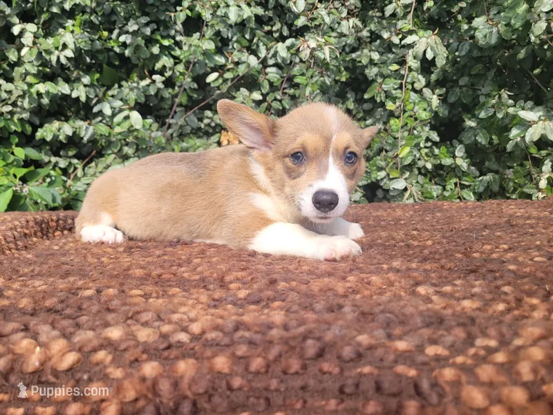 Maple blue sable  – Pembroke Welsh Corgi puppy for sale in Brooksville, FL
