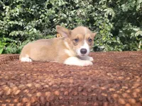 Maple blue sable , a female Pembroke Welsh Corgi for sale in Brooksville, FL – 3 of 9