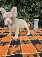 Diane Coco Rojo Merle girl , a female French Bulldog for sale in Brooksville, FL – 7 of 9