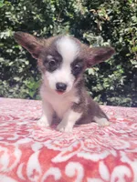 Brindle female , a female Cardigan Welsh Corgi and Pembroke Welsh Corgi for sale in Brooksville, FL – 6 of 8