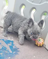 Jade Lilac tri Fluffy girl , a female French Bulldog for sale in Brooksville, FL – 4 of 7