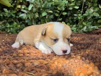 Summer Red female , a female Pembroke Welsh Corgi for sale in Brooksville, FL – 3 of 7