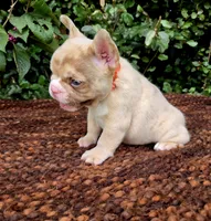 Diane Coco Fawn Merle girl , a female French Bulldog for sale in Brooksville, FL – 6 of 9