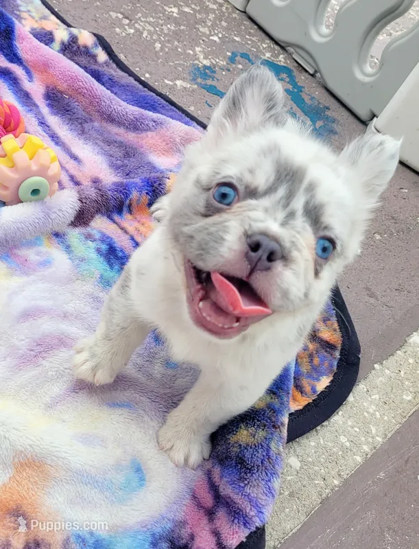Polar bear Lilac Merle Fluffy  – French Bulldog puppy for sale in Brooksville, FL
