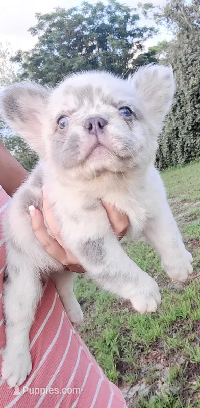 Polar bear Lilac Merle Fluffy  – French Bulldog puppy for sale in Brooksville, FL