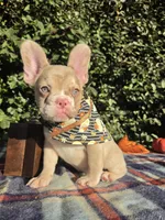 Diane Coco Isabella Merle girl , a female French Bulldog for sale in Brooksville, FL – 5 of 10