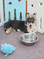 Bobby Blue tri , a male Pembroke Welsh Corgi for sale in Brooksville, FL – 4 of 4