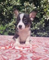 Black tri female #1 (runt) , a female Cardigan Welsh Corgi and Pembroke Welsh Corgi for sale in Brooksville, FL – 6 of 7