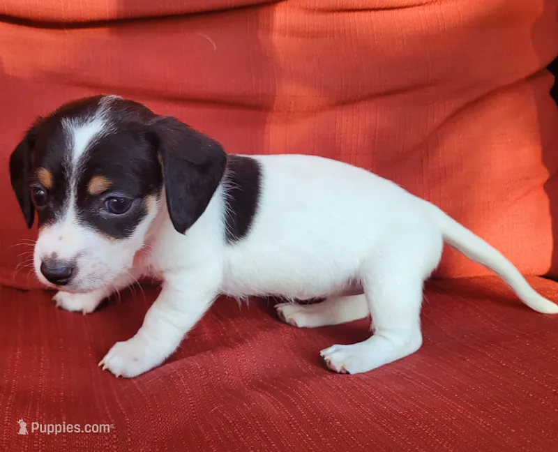 Jasmine black tan pied  – Chiweenie puppy on hold in Brooksville, FL