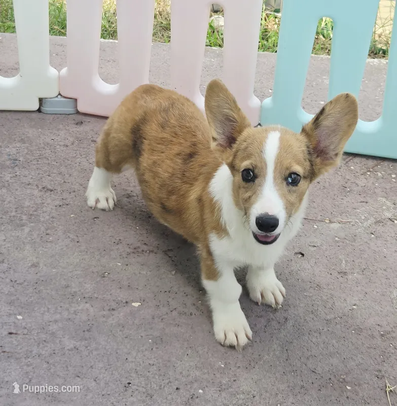 Red Merle male  – Cardigan Welsh Corgi, Pembroke Welsh Corgi puppy for sale in Brooksville, FL