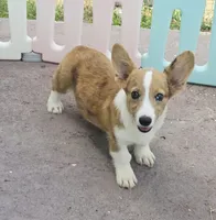 Red Merle male , a male Cardigan Welsh Corgi and Pembroke Welsh Corgi for sale in Brooksville, FL – 4 of 7