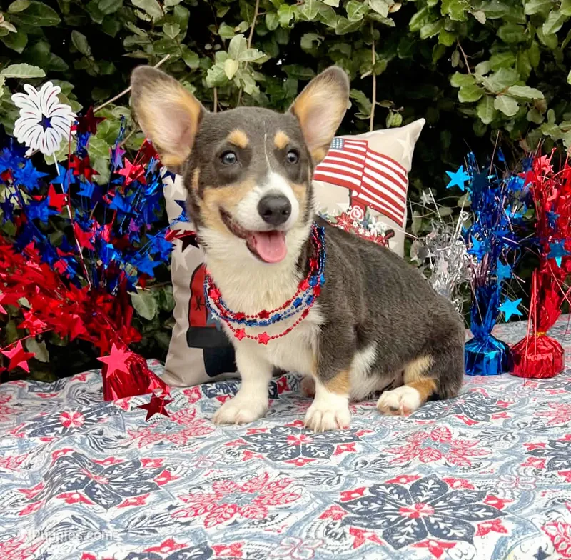 Bobby Blue tri  – Pembroke Welsh Corgi puppy for sale in Brooksville, FL