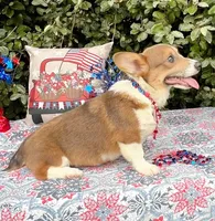 Maple blue sable , a female Pembroke Welsh Corgi for sale in Brooksville, FL – 5 of 10