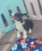Black tri female #1 (runt) , a female Cardigan Welsh Corgi and Pembroke Welsh Corgi for sale in Brooksville, FL – 5 of 9