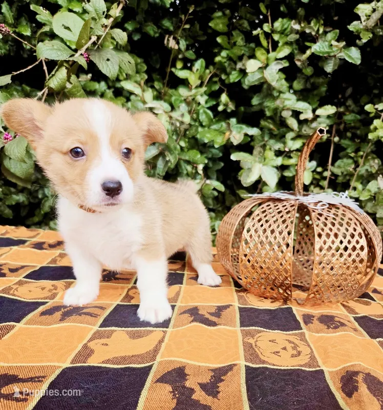 Summer Red female  – Pembroke Welsh Corgi puppy for sale in Brooksville, FL