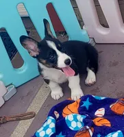 Black tri female #1 (runt) , a female Cardigan Welsh Corgi and Pembroke Welsh Corgi for sale in Brooksville, FL – 4 of 9
