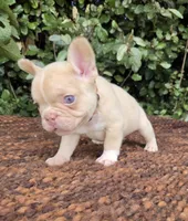 Jack Coco fawn Merle , a male French Bulldog for sale in Brooksville, FL – 3 of 10