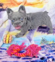 Jade Lilac tri Fluffy girl , a female French Bulldog for sale in Brooksville, FL – 3 of 7