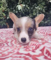 Merle tri male , a male Cardigan Welsh Corgi and Pembroke Welsh Corgi for sale in Brooksville, FL – 6 of 10