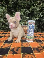 Diane Coco Rojo Merle girl , a female French Bulldog for sale in Brooksville, FL – 3 of 9