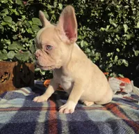 Jack Coco fawn Merle , a male French Bulldog for sale in Brooksville, FL – 10 of 10