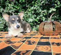 Ckc Bobby Blue tri , a male Pembroke Welsh Corgi for sale in Brooksville, FL – 6 of 8