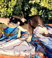 Raven Black tri , a female American Bully for sale in Brooksville, FL – 3 of 8