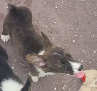Brindle Male , a male Cardigan Welsh Corgi and Pembroke Welsh Corgi for sale in Brooksville, FL – 7 of 8