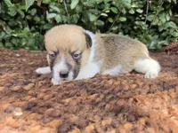 Sunny Red Sable male, a male Pembroke Welsh Corgi for sale in Brooksville, FL – 4 of 6