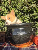 Shine Red Sable female , a female Pembroke Welsh Corgi for sale in Brooksville, FL – 10 of 10