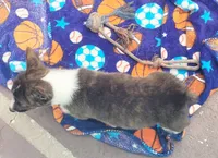 Brindle Male , a male Cardigan Welsh Corgi and Pembroke Welsh Corgi for sale in Brooksville, FL – 5 of 8