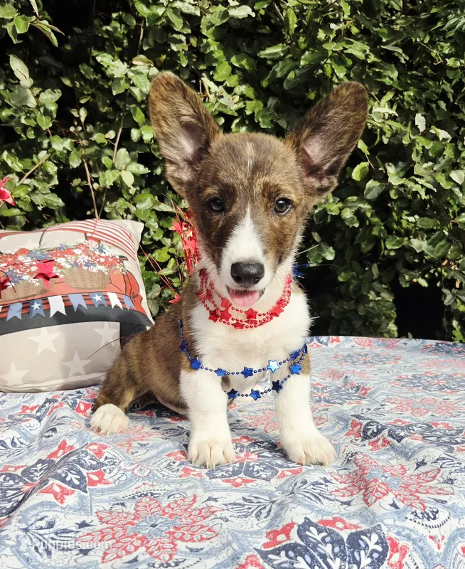 Brindle Male  – Cardigan Welsh Corgi, Pembroke Welsh Corgi puppy for sale in Brooksville, FL