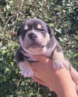Jack Black Tri, a male American Bully for sale in Brooksville, FL – Photo 1 of 7