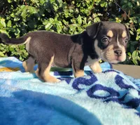 Jack Black Tri, a male American Bully for sale in Brooksville, FL – Photo 3 of 4