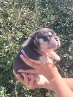 Jack Black Tri, a male American Bully for sale in Brooksville, FL – Photo 6 of 7