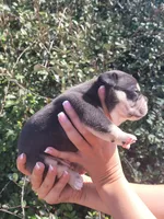 Jack Black Tri, a male American Bully for sale in Brooksville, FL – Photo 5 of 7